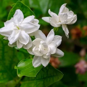 White Jasmine Live Plant 8-10 Inch - Climbing Garden Balcony Flower