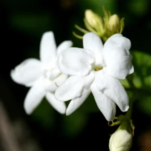 White Jasmine Live Plant 8-10 Inch - Climbing Garden Balcony Flower