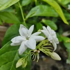 White Jasmine Live Plant 8-10 Inch - Climbing Garden Balcony Flower