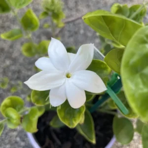 White Jasmine Plant - 12 Inch Fragrant Jasmine - Container & Garden Ready