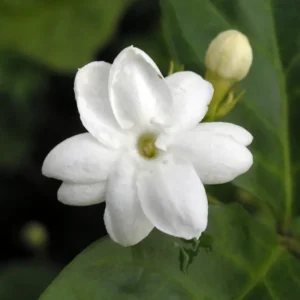 White Jasmine Plant - 12 Inch Fragrant Jasmine - Container & Garden Ready