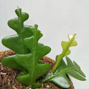 Fishbone Cactus Live Plant 8 Inch Epiphyllum Anguliger Indoor Houseplant