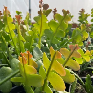 Fishbone Cactus Live Plant 8 Inch Epiphyllum Anguliger Indoor Houseplant