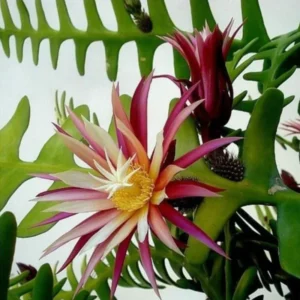Fishbone Cactus Live Plant 8 Inch Epiphyllum Anguliger Indoor Houseplant