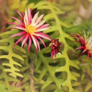 Fishbone Cactus Plant - 6-8 Inch Starter Succulent - Indoor/Outdoor