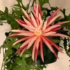 Fishbone Cactus Plant - 6-8 Inch Starter Succulent - Indoor/Outdoor