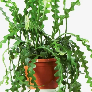 Fishbone Cactus Plant - 6-8 Inch Starter Succulent - Indoor/Outdoor