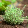 Thyme Herb Plant 7 Inch Live Culinary Herb Indoor/Outdoor Gardening