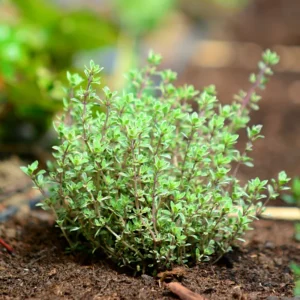 Thyme Herb Plant 7 Inch Live Culinary Herb Indoor/Outdoor Gardening