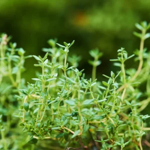 Thyme Herb Plant 7 Inch Live Culinary Herb Indoor/Outdoor Gardening