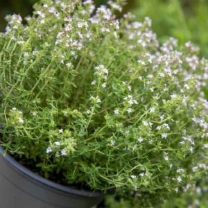 Thyme Herb Plant 7 Inch Live Culinary Herb Indoor/Outdoor Gardening