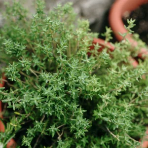 Thyme Herb Plant Live Culinary Starter Plant 5-7 Inch