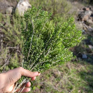 Thyme Herb Plant Live Culinary Starter Plant 5-7 Inch