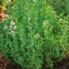 Thyme Herb Plant Live Culinary Starter Plant 5-7 Inch