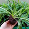 Variegated Spider Plant Live 7'' Tall Rare Indoor Houseplant Home Office