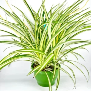 Variegated Spider Plant Live 7'' Tall Rare Indoor Houseplant Home Office