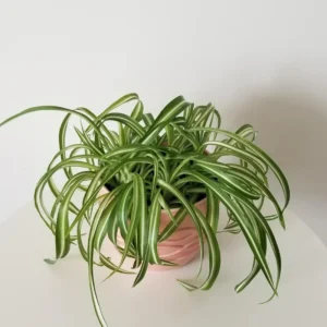 Variegated Spider Plant Live 7'' Tall Rare Indoor Houseplant Home Office