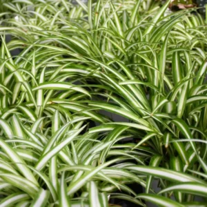 Variegated Spider Plant Live 7'' Tall Rare Indoor Houseplant Home Office