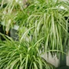 Spider Plant Live Plant 5-7 Inches Variegated Indoor Houseplant Easy Care