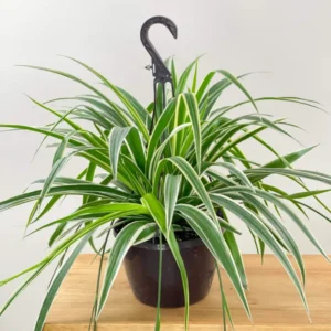 Spider Plant Live Plant 5-7 Inches Variegated Indoor Houseplant Easy Care