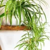Spider Plant Live Plant 5-7 Inches Variegated Indoor Houseplant Easy Care