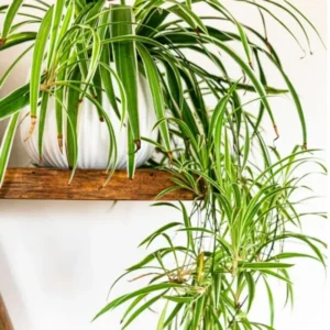 Spider Plant Live Plant 5-7 Inches Variegated Indoor Houseplant Easy Care