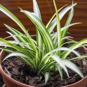 Variegated Spider Plant - 10 Inch Live Indoor Houseplant - Air Purifying Decor