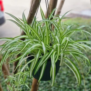 Variegated Spider Plant - 10 Inch Live Indoor Houseplant - Air Purifying Decor