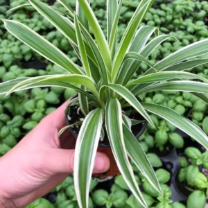 Variegated Spider Plant Live Houseplant 8-10 Inch Home Decor