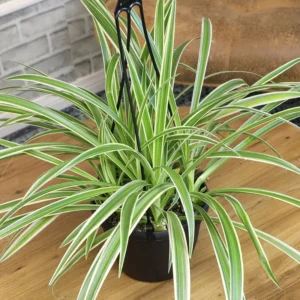 Variegated Spider Plant Live Houseplant 8-10 Inch Home Decor