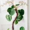 Pilea Peperomioides Money Plant - 5 Inch Live Houseplant for Home Decor