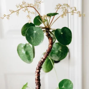 Pilea Peperomioides Money Plant - 5 Inch Live Houseplant for Home Decor