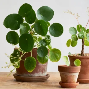 Pilea Peperomioides Money Plant - 5 Inch Live Houseplant for Home Decor