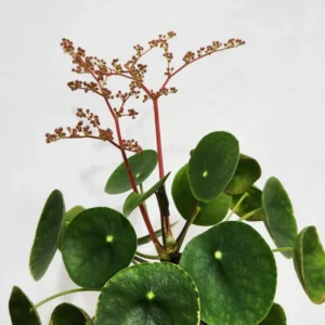 Pilea Peperomioides Money Plant - 5 Inch Live Houseplant for Home Decor