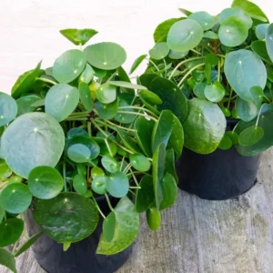 Pilea Peperomioides Money Plant - 5 Inch Live Houseplant for Home Decor