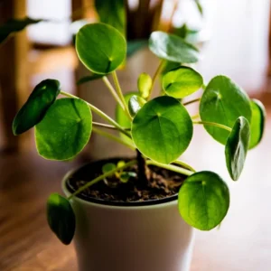 Money Plant Live Houseplant 5-7'' - Indoor Office Home Décor