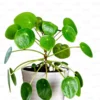 Money Plant Live Houseplant 5-7'' - Indoor Office Home Décor