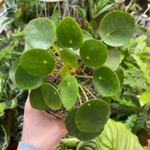 Money Plant Live Houseplant 5-7'' - Indoor Office Home Décor