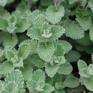 Catnip Live Plant - 5-7 Inch Tall Well-Rooted Herb Plant for Gardens