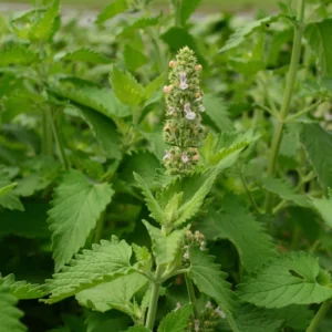 Catnip Live Plant - 5-7 Inch Tall Well-Rooted Herb Plant for Gardens