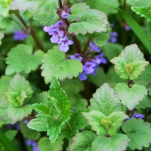 Catnip Live Plant - 5-7 Inch Tall Well-Rooted Herb Plant for Gardens