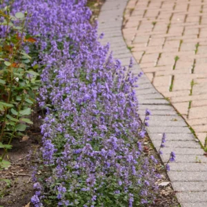 Catnip Live Plant - 5-7 Inch Tall Well-Rooted Herb Plant for Gardens