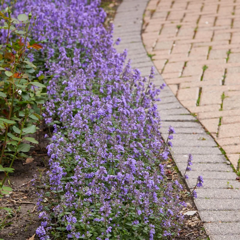 Catnip Live Plant - 5-7 Inch Tall Well-Rooted Herb Plant for Gardens