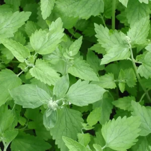 Catnip Herb Plant - 7'' Tall Perennial in 3.5