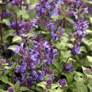 Catnip Herb Plant - 7'' Tall Perennial in 3.5