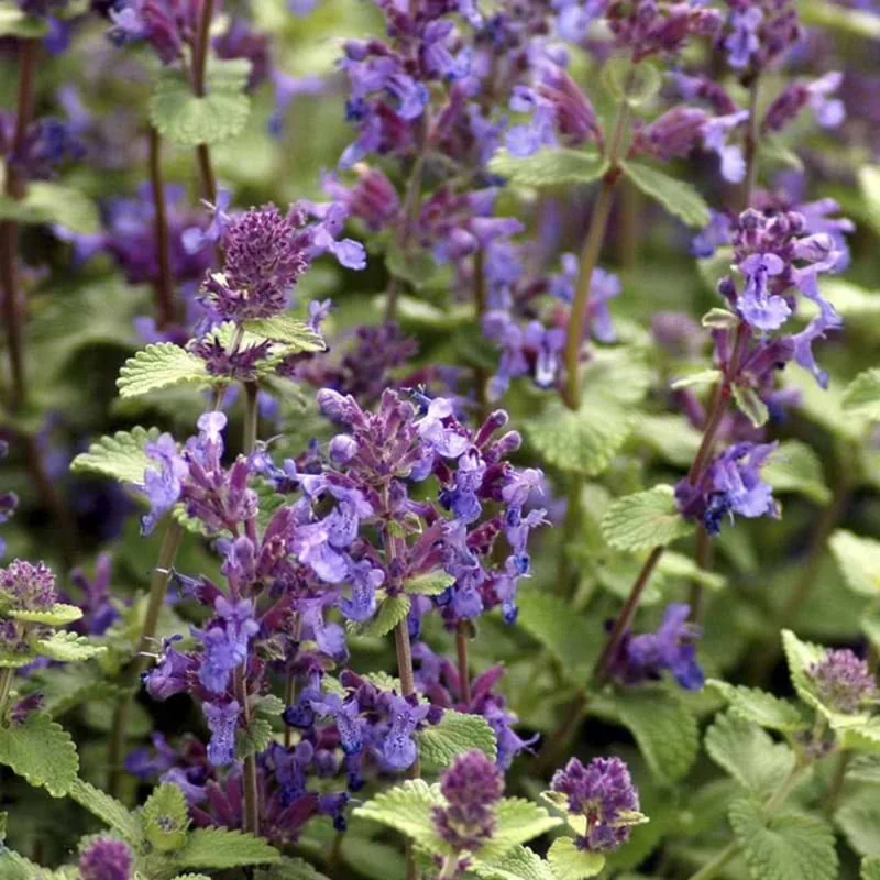 Catnip Herb Plant - 7'' Tall Perennial in 3.5" Pot - Outdoor Ready