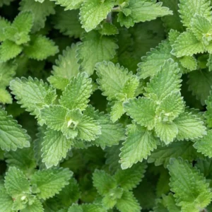 Catnip Herb Plant - 7'' Tall Perennial in 3.5