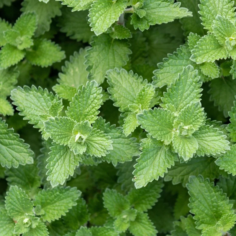 Catnip Herb Plant - 7'' Tall Perennial in 3.5" Pot - Outdoor Ready