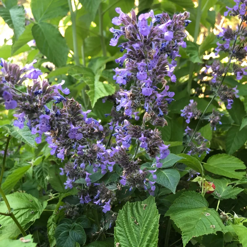 Catnip Herb Plant - 7'' Tall Perennial in 3.5" Pot - Outdoor Ready