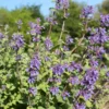 Catnip Herb Plant - 7'' Tall Perennial in 3.5" Pot - Outdoor Ready